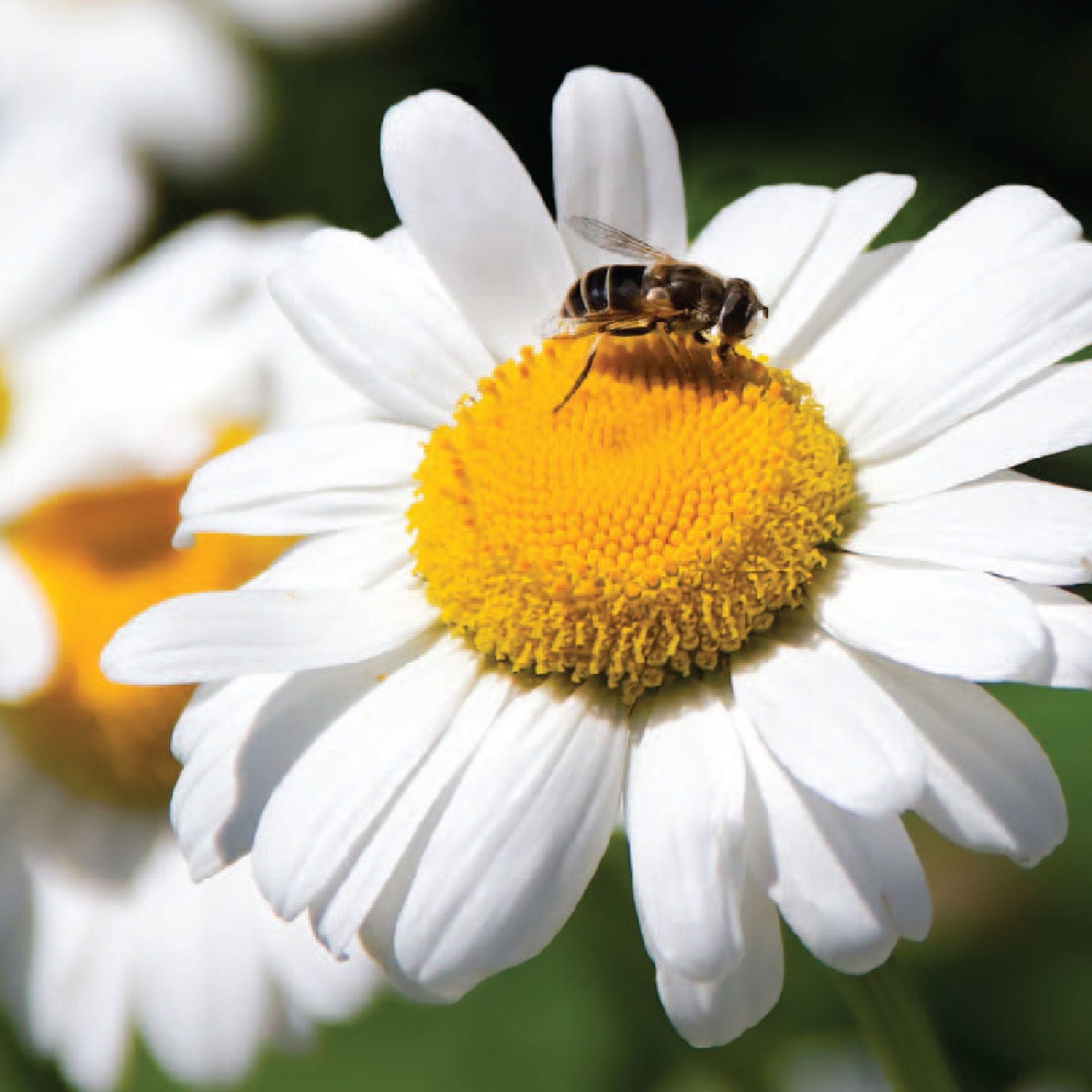 Shasta Daisy Seeds fully grown, matured and blooming their gorgeous white petals with buttery yellow center.